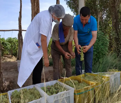 TURPAN RAISIN FACTORY